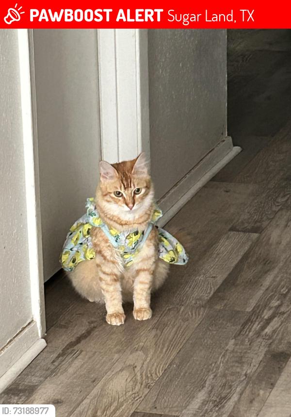 Lost Female Cat last seen Eldridge St, Sugar Land, TX 77498