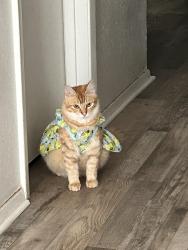 Lost Female Cat last seen Eldridge St, Sugar Land, TX 77498