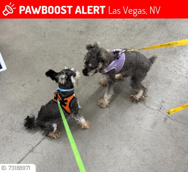 Lost Unknown Dog last seen Near W Warm Springs, Las Vegas, NV 89113