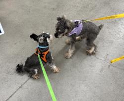 Lost Unknown Dog last seen Near W Warm Springs, Las Vegas, NV 89113
