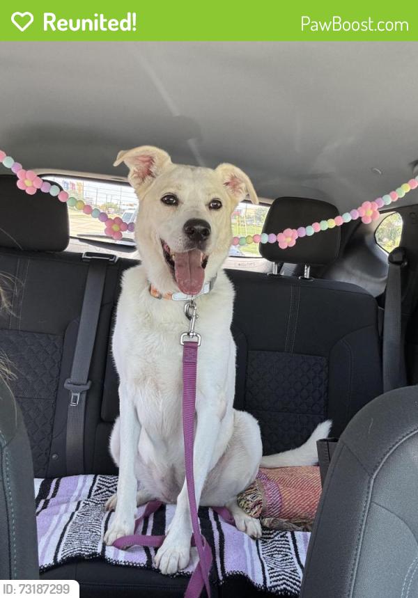 Reunited Female Dog last seen found in neighborhood near jackson middle school, Grand Prairie, TX 75050