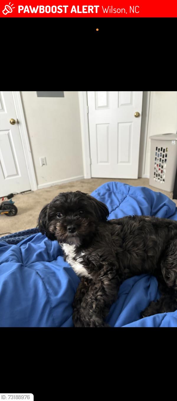 Lost Female Dog last seen Jayne lane , Pear tree, Yorshire, Wilson, NC 27896