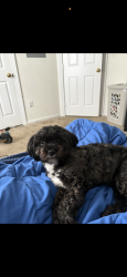 Lost Female Dog last seen Jayne lane , Pear tree, Yorshire, Wilson, NC 27896