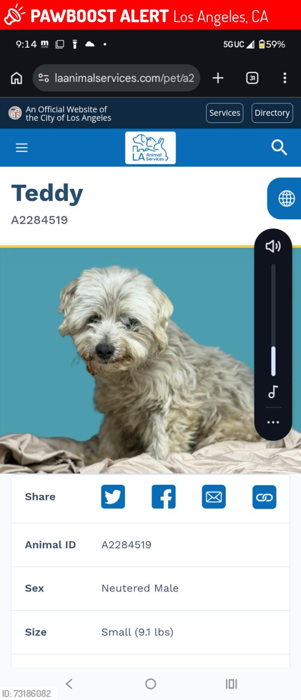 Lost Male Dog last seen 62nd Manhattan st, Los Angeles, CA 90047