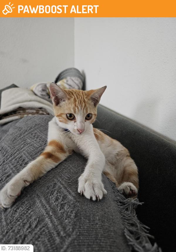 Found/Stray Male Cat last seen Fetterly and whittier, East LA, East Los Angeles, CA 90022