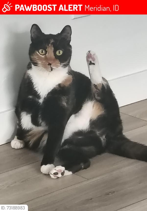 Lost Female Cat last seen Tandycraft, Meridian, ID 83642