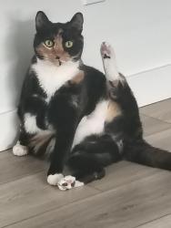 Lost Female Cat last seen Tandycraft, Meridian, ID 83642