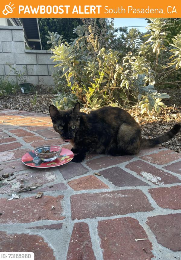Found/Stray Unknown Cat last seen Grand Avenue and Sterling Place in South Pasadena, South Pasadena, CA 91030