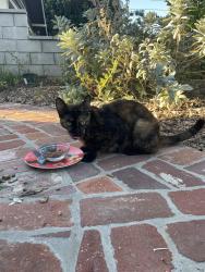 Found/Stray Unknown Cat last seen Grand Avenue and Sterling Place in South Pasadena, South Pasadena, CA 91030