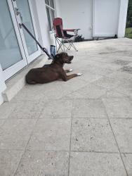 Reunited Female Dog last seen 203rd terrace, Ojus, FL 33180