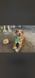 Reunited Male Dog last seen Desert Jewel Dr near Resler, El Paso, TX 79912