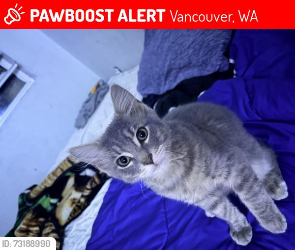 Lost Male Cat last seen Evergreen high school, Vancouver, WA 98683