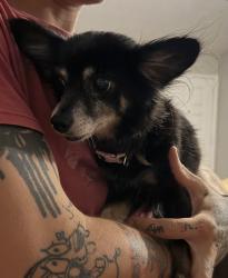 Reunited Female Dog last seen Eldron Blvd and Godfrey Rs, Palm Bay, FL 32909