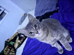 Lost Male Cat last seen Evergreen high school, Vancouver, WA 98683