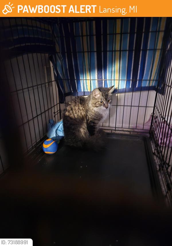 Found/Stray Female Cat last seen Near n larch lansing mi 48906, Lansing, MI 48906