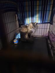 Found/Stray Female Cat last seen Near n larch lansing mi 48906, Lansing, MI 48906