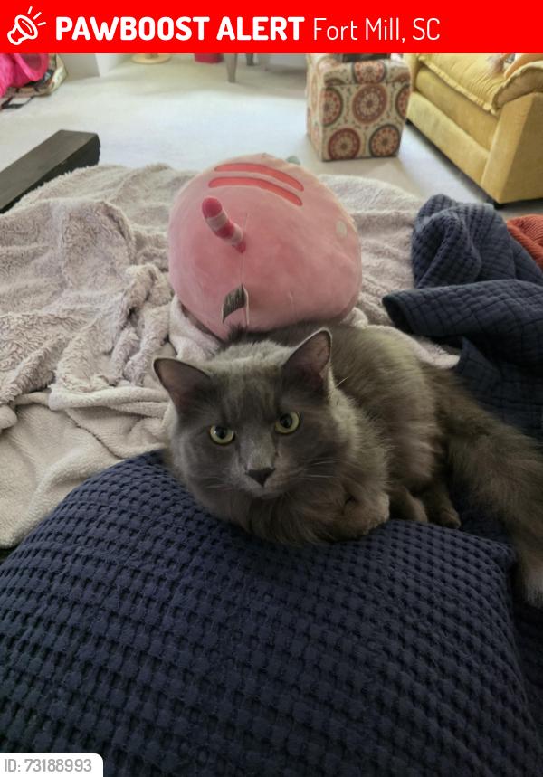Lost Male Cat last seen Afton Way in Brayden, Fort Mill, SC 29708