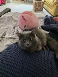 Lost Male Cat last seen Afton Way in Brayden, Fort Mill, SC 29708