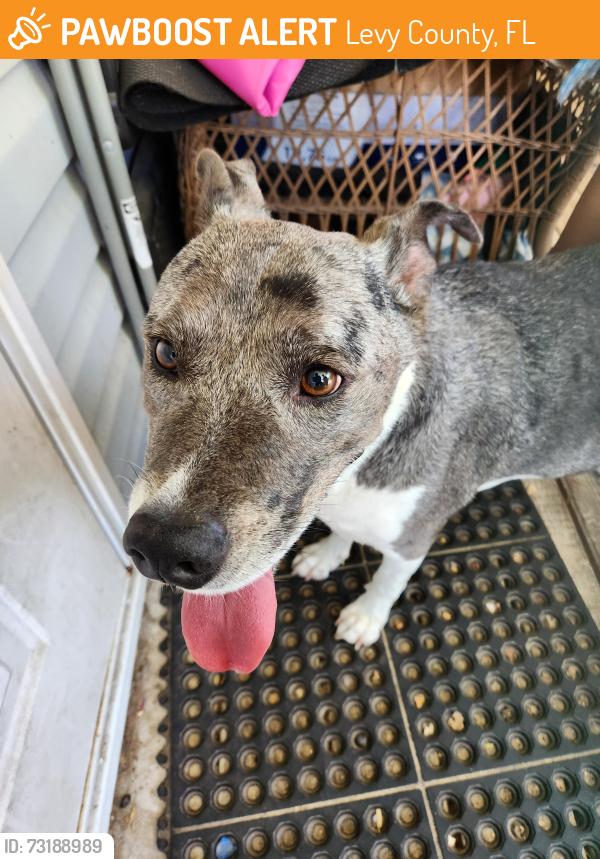 Found/Stray Male Dog last seen Marathon gas station 14oth Ct, highway, Levy County, FL 32696