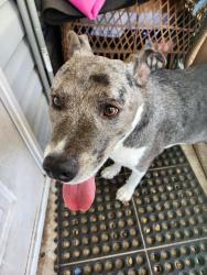 Found/Stray Male Dog last seen Marathon gas station 14oth Ct, highway, Levy County, FL 32696