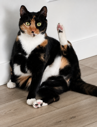 Reunited Female Cat last seen S. Tandycroft Ave, Meridian, ID 83642