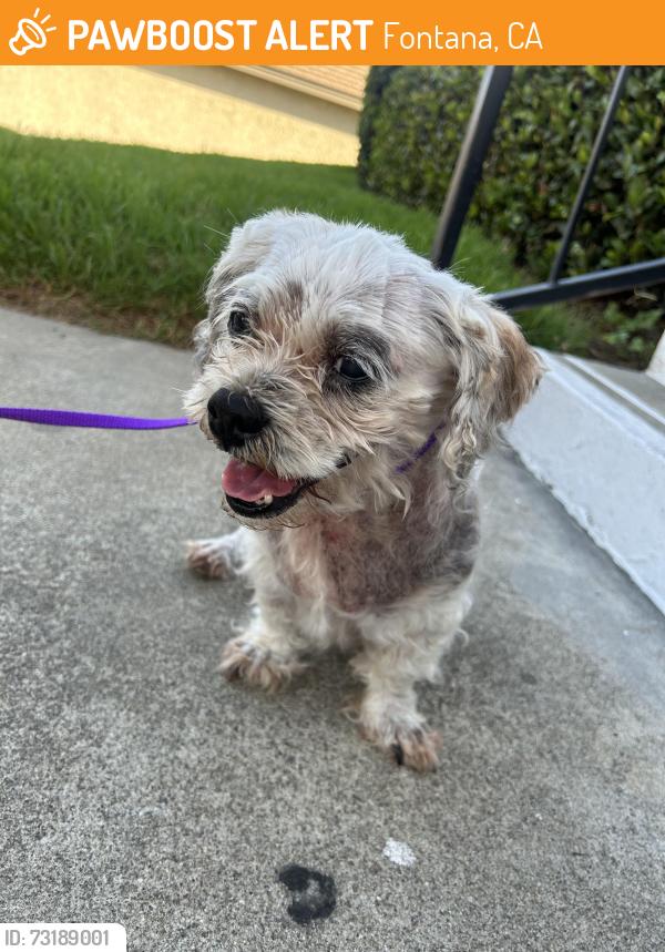 Found/Stray Female Dog last seen Cherry Ave, Fontana, CA 92337