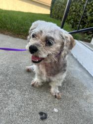 Found/Stray Female Dog last seen Cherry Ave, Fontana, CA 92337