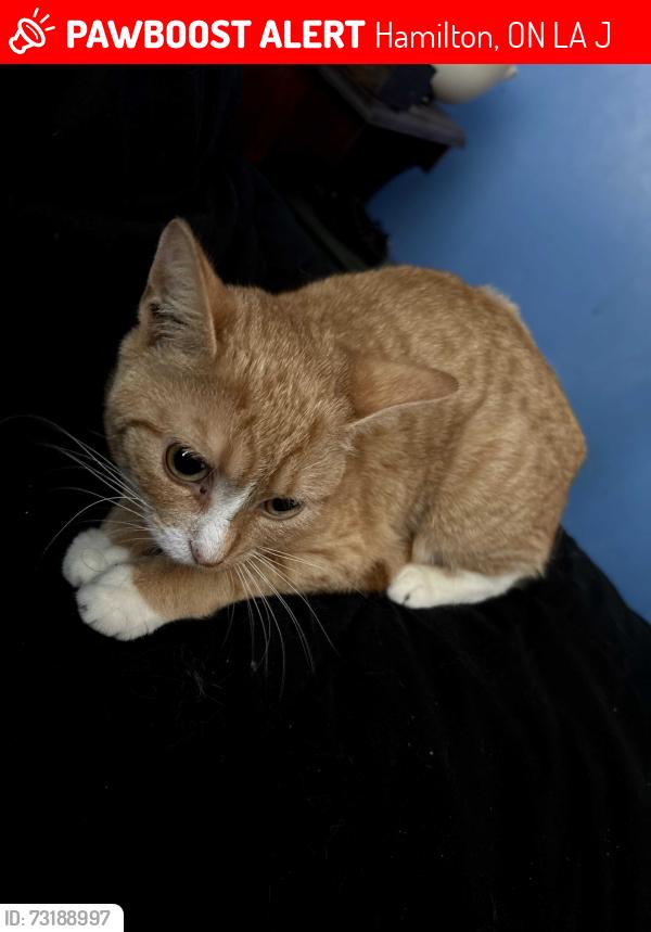 Lost Female Cat last seen East 16th and Thayer avenue, Hamilton, ON L9A 1J9
