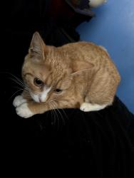 Lost Female Cat last seen East 16th and Thayer avenue, Hamilton, ON L9A 1J9