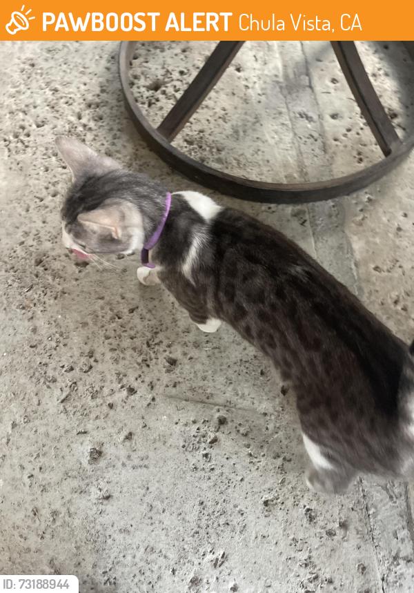 Found/Stray Female Cat last seen Buena Vista Way, Chula Vista, CA 91910