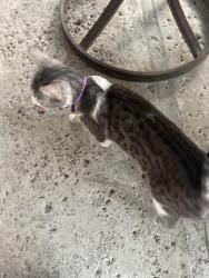 Found/Stray Female Cat last seen Buena Vista Way, Chula Vista, CA 91910