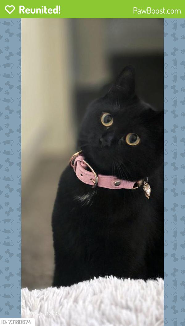 Reunited Female Cat last seen Hope street, Merseyside, England WA12 9RQ