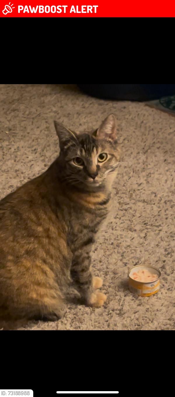 Lost Female Cat last seen linwood elementary school, Town and Country, WA 99208