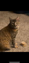 Lost Female Cat last seen linwood elementary school, Town and Country, WA 99208