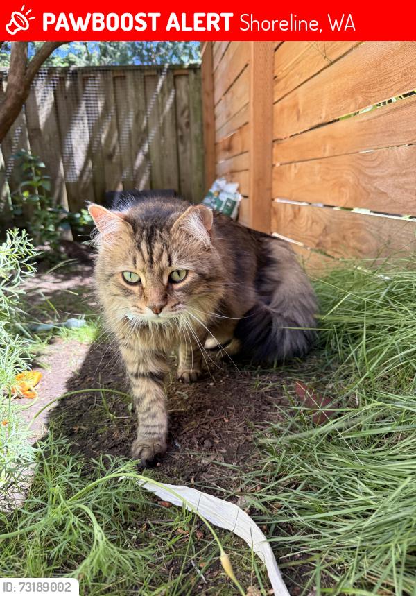 Lost Male Cat last seen Meridian/192nd, Shoreline, WA 98133
