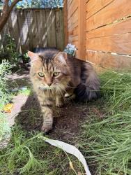 Lost Male Cat last seen Meridian/192nd, Shoreline, WA 98133