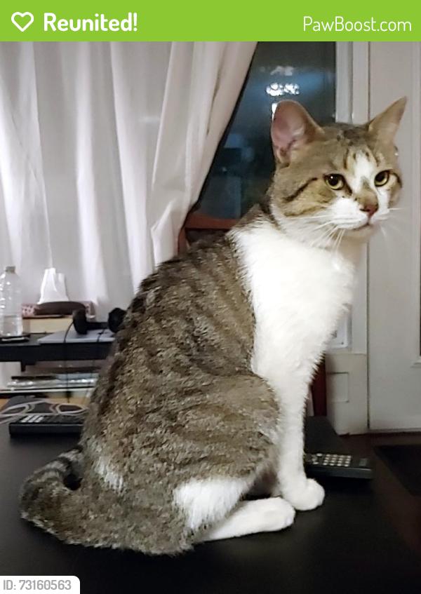 Reunited Unknown Cat last seen close to Metro Laurier, Montréal, QC H2J 2P7