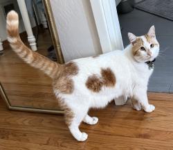 Reunited Female Cat last seen Hagen & Tapscott El Cerrito, CA, El Cerrito, CA 94530