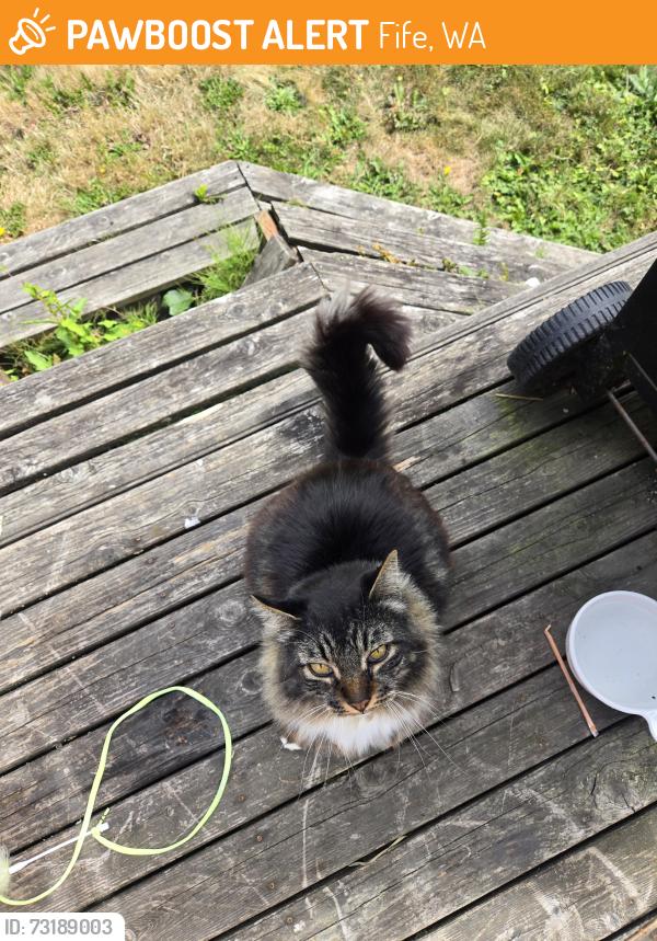 Found/Stray Male Cat last seen 12th Ave E, Fife, WA 98424