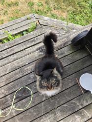 Found/Stray Male Cat last seen 12th Ave E, Fife, WA 98424