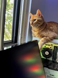 Reunited Male Cat last seen Memphis and Quincy, Aurora, CO 80015