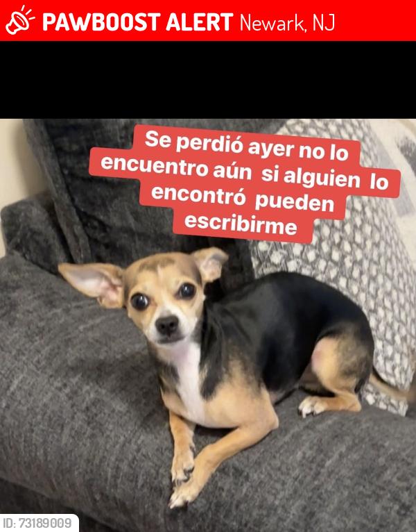 Lost Male Dog last seen Main st ferry st Newark, Newark, NJ 07105