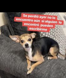 Lost Male Dog last seen Main st ferry st Newark, Newark, NJ 07105