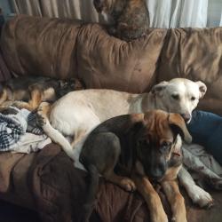 Reunited Female Dog last seen Goshen lane elementary, Columbus, OH 43230