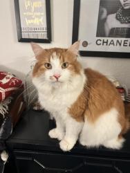 Reunited Male Cat last seen Cape May and Bacon, San Diego, CA 92107