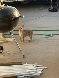 Found/Stray Female Dog last seen Petersburg way, Modesto, CA 95355