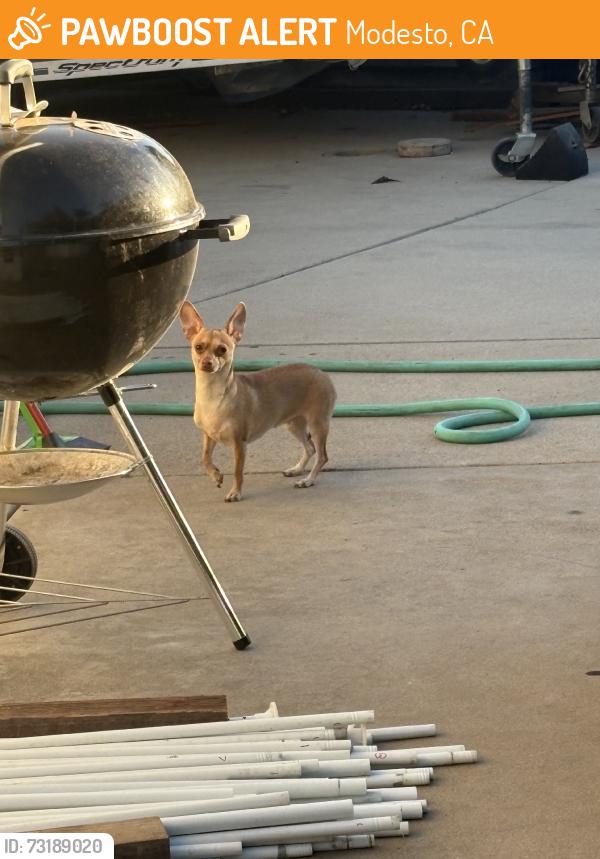 Found/Stray Female Dog last seen Petersburg way, Modesto, CA 95355