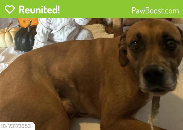 Reunited Male Dog last seen Near or mount caramel, Joshua, TX 76058