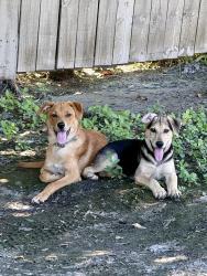 Found/Stray Unknown Dog last seen Sedona Canyon apmts Dog Park, San Antonio, TX 78233