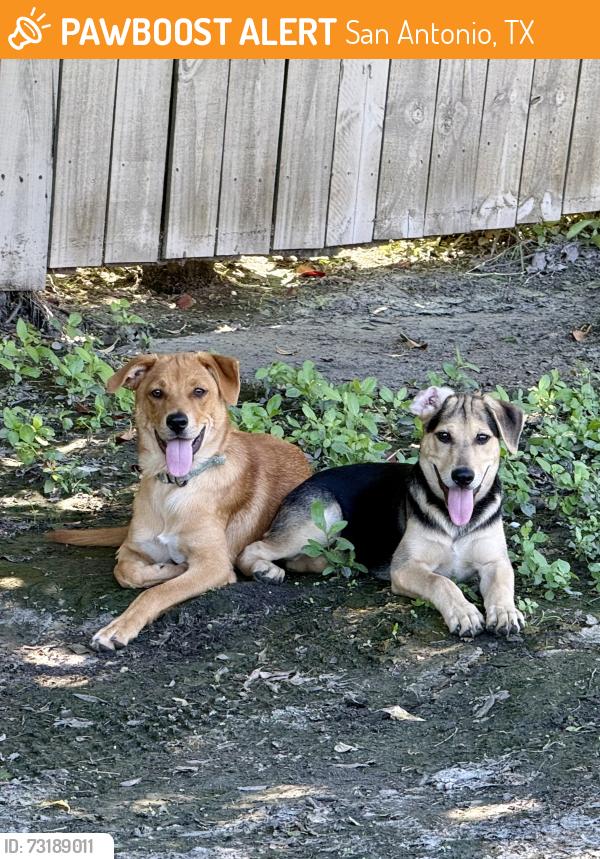 Found/Stray Unknown Dog last seen Sedona Canyon apmts Dog Park, San Antonio, TX 78233